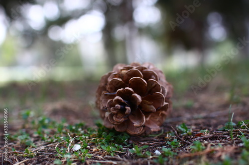 pine cone lies on green grass and dry pine needles in the shade of coniferous trees in spring park