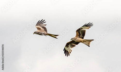 Two Red Kites flying over the Brecon Beacons © Norman