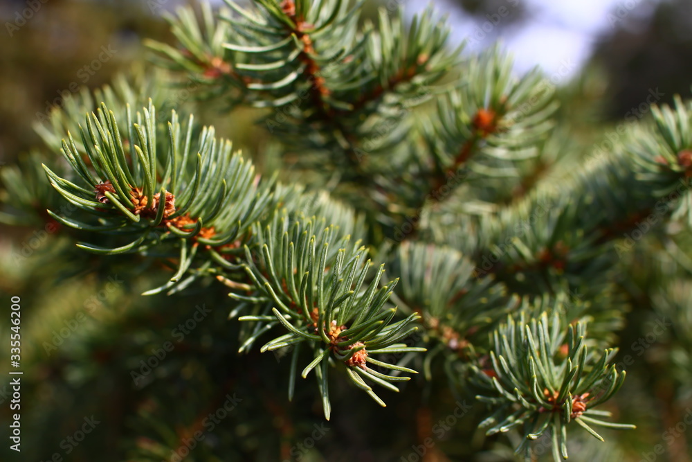 spring young spruce fir branches with green needles and small young cones