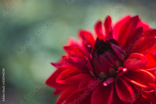 Closeup of red garden flower