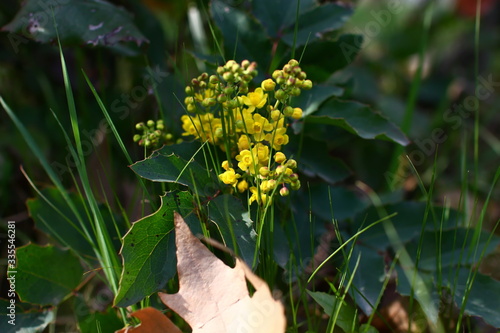 spring small yellow flowers on green deciduous branches of a young bush and green grass in the park