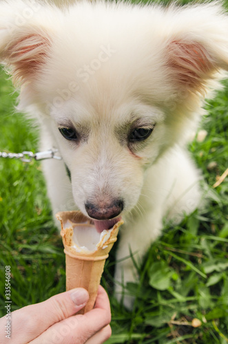 white dog eating ice cream