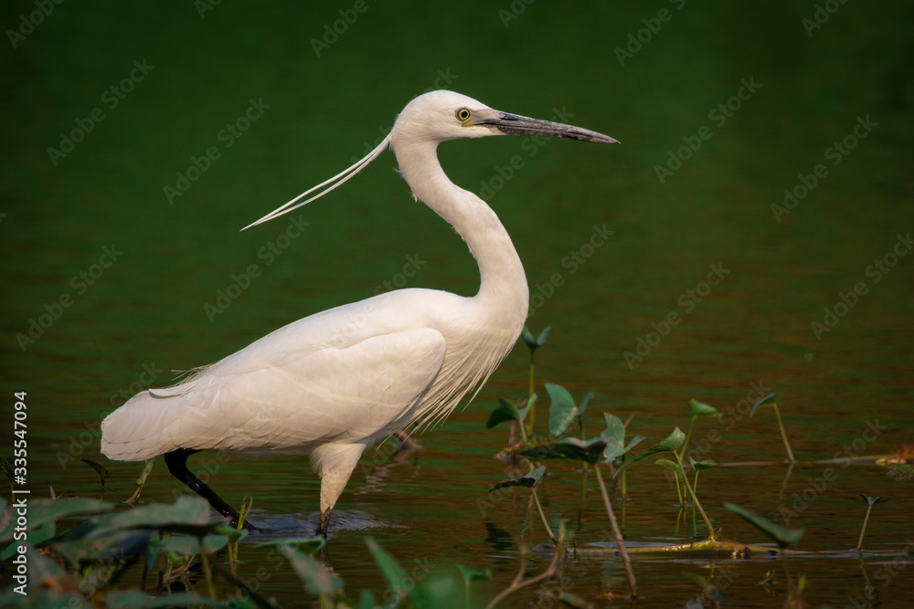 Naklejka premium Image of little egret (Egretta garzetta) looking for food in the swamp on nature background. Bird. Animals.