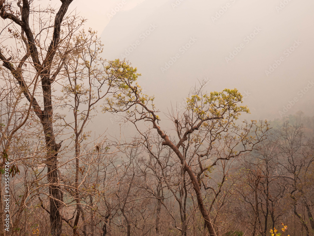 View of dry trees on a mountain in the summer with smog in northern Thailand. Air pollution that affects health. View of dry trees on a mountain in the summer with smog in northern Thailand. Air pollution that affects health.