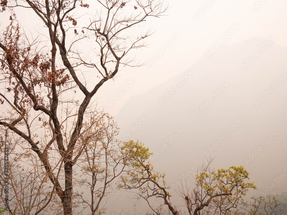 View of dry trees on a mountain in the summer with smog in northern Thailand. Air pollution that affects health. View of dry trees on a mountain in the summer with smog in northern Thailand. Air pollution that affects health.