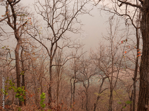View of dry trees on a mountain in the summer with smog in northern Thailand. Air pollution that affects health.