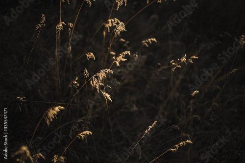 Autumn dried grass in the rays of the rising sun