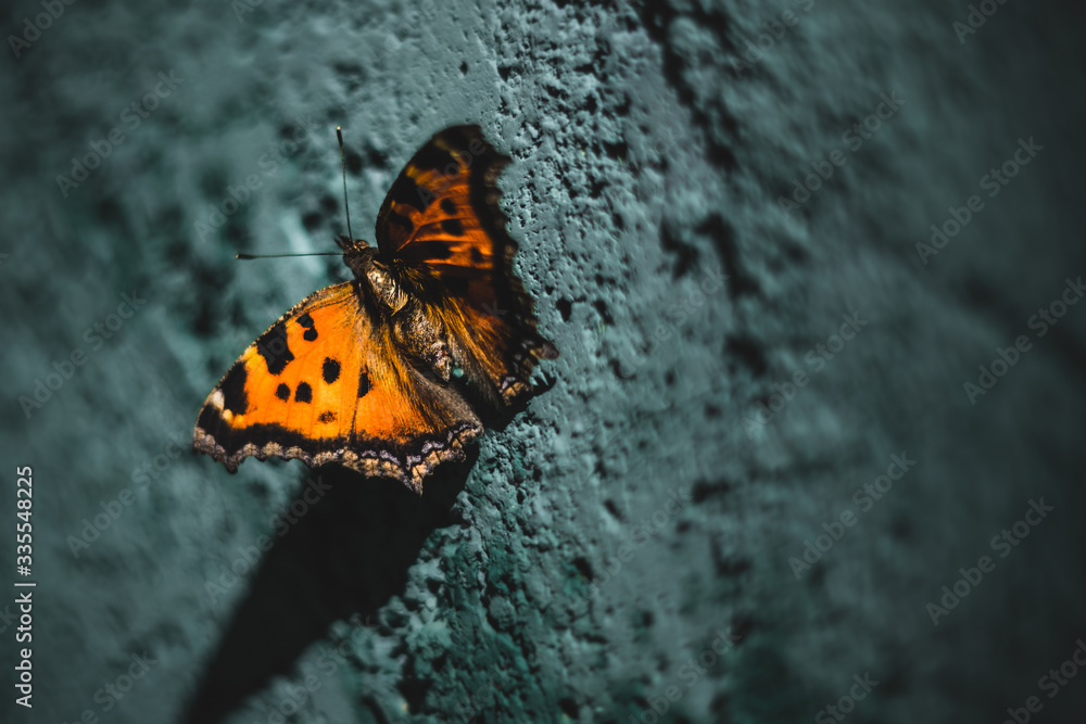 Bright butterfly on a concrete wall Bright butterfly on a concrete wall