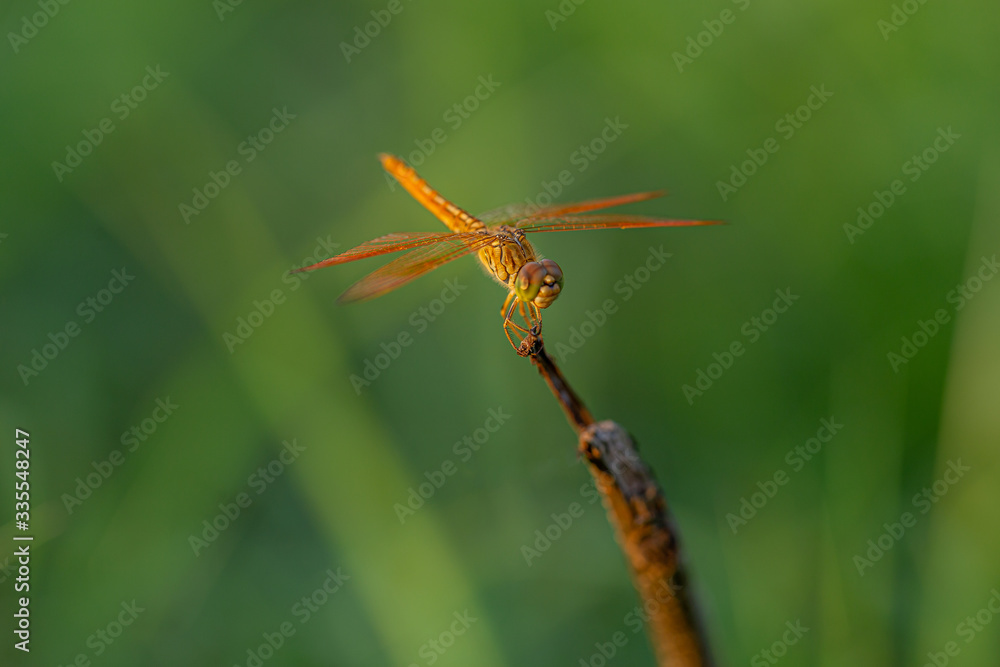 Dragonfly looking at camera on green leaf (green background)
