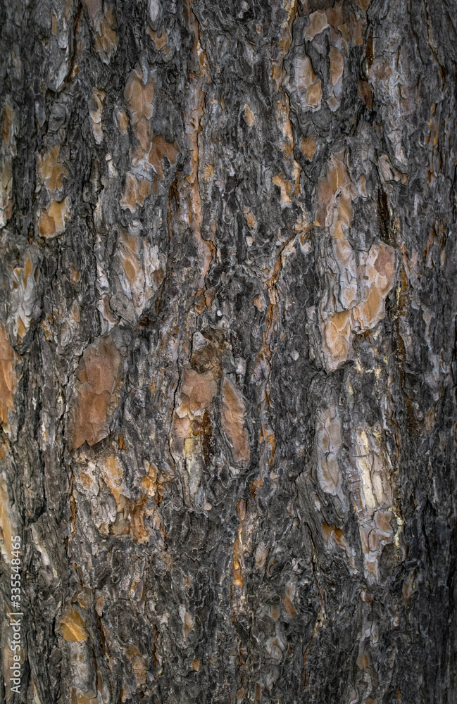 brown texture pine bark close-up
brown texture pine bark close-up