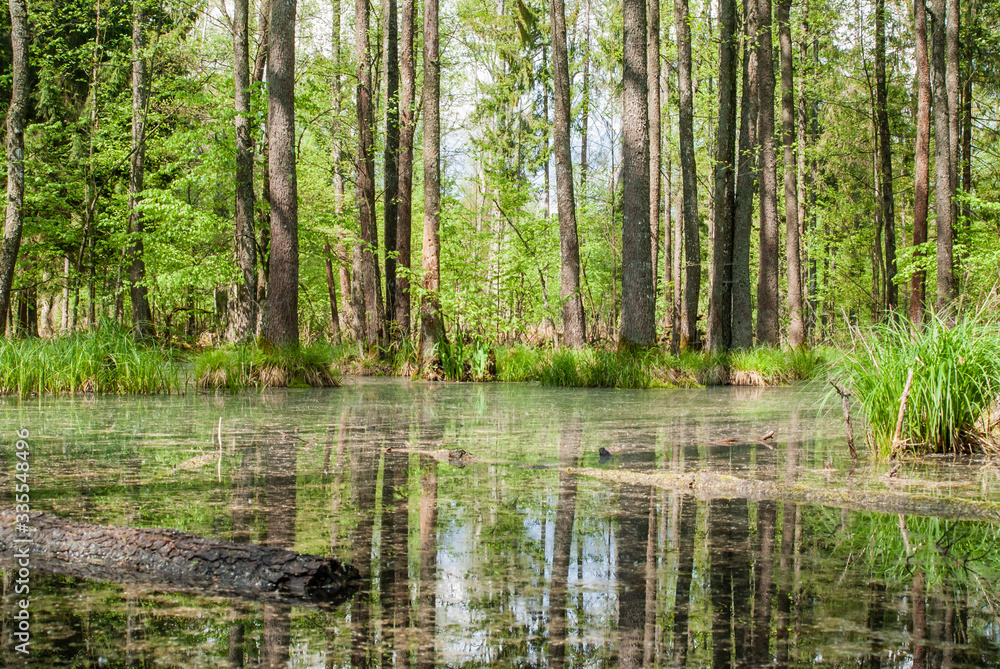 Green swamp in the forest. Landscape image on sunny summer day. Stock photo