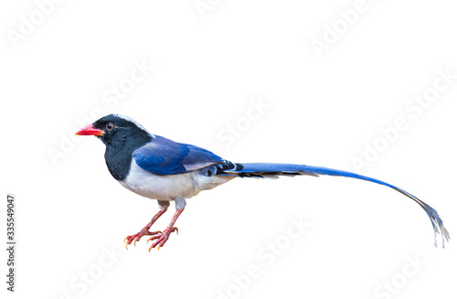 Red-billed blue magpie on white background