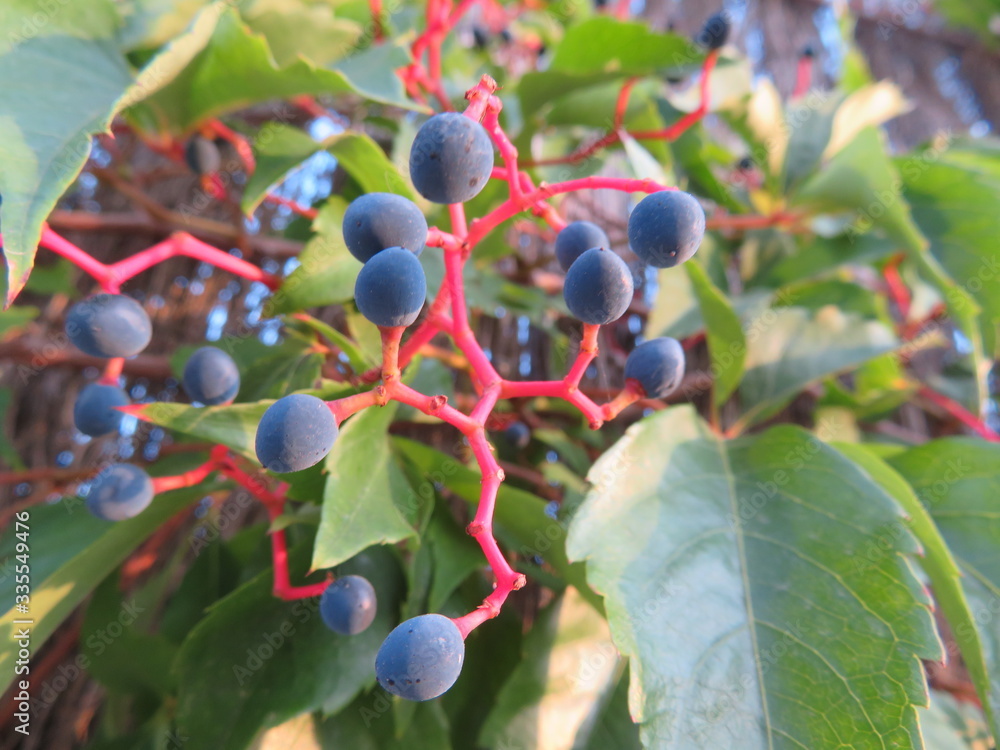 Beautiful photo of some berries of nice color and great beauty Beautiful photo of some berries of nice color and great beauty