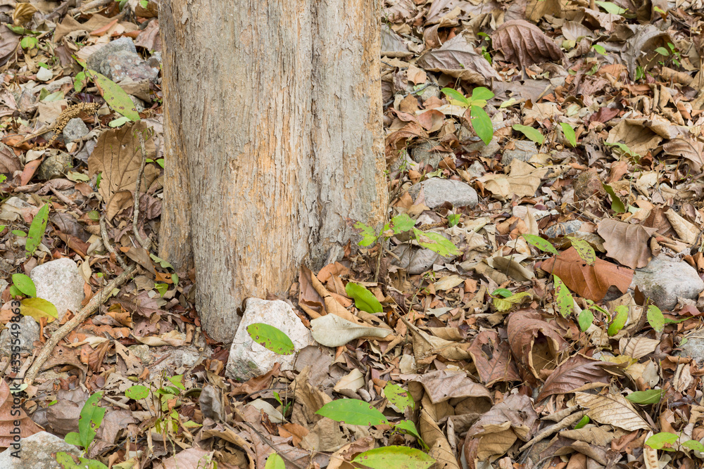 Teak Trees in Thailand precious hardwoods one of the last major areas of tropical forest in Asia Teak Trees in Thailand precious hardwoods one of the last major areas of tropical forest in Asia