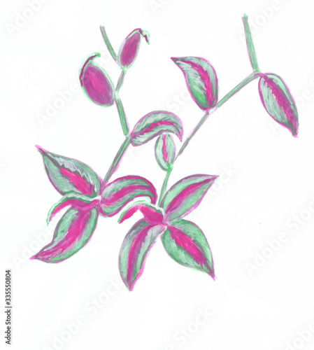 Drawing with watercolors: Tradescantia with green and lilac leaves.