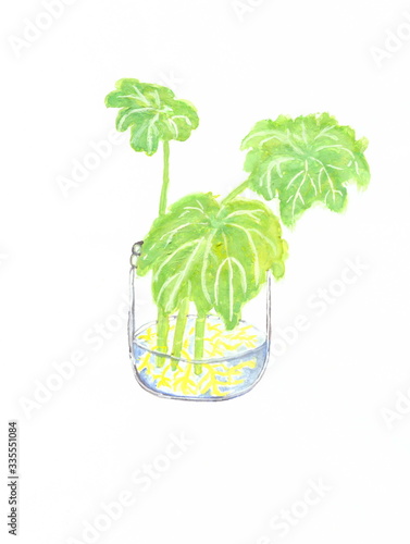 Drawing with watercolors: Leaves in a jar with roots.