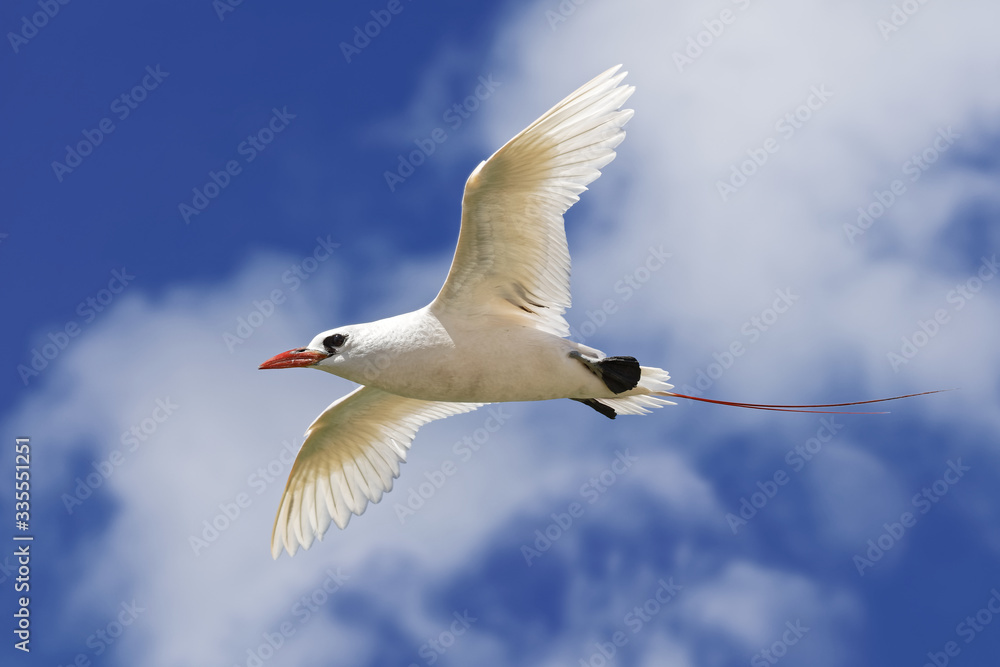 Fototapeta premium Rotschwanz-Tropikvogel im Flug