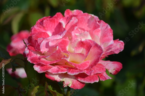Close up of one large and delicate vivid pink and white rose in full bloom in a summer garden, in direct sunlight, with blurred green leaves in the background 