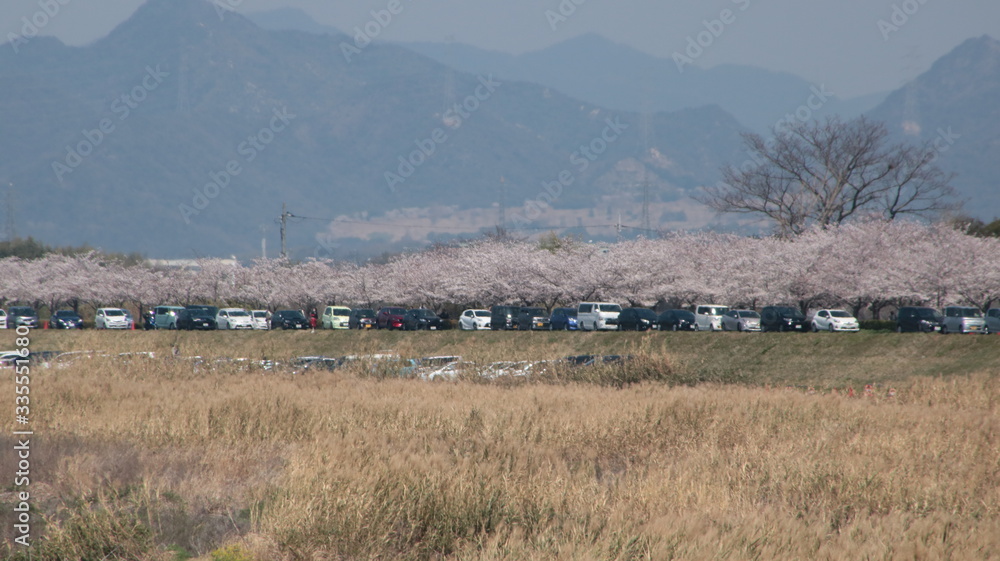 Fototapeta premium さくら