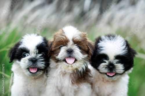 Canvastavla Portrait of a Shih tzu