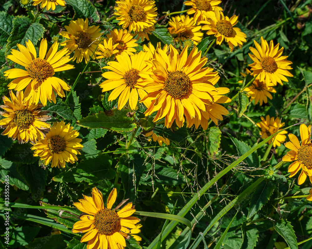 Beautiful Flowers Of Rudbeckia grow In flower bed in summer Close-Up. Beautiful Flowers Of Rudbeckia grow In flower bed in summer Close-Up.