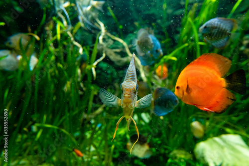 Fishes in fresh water tank