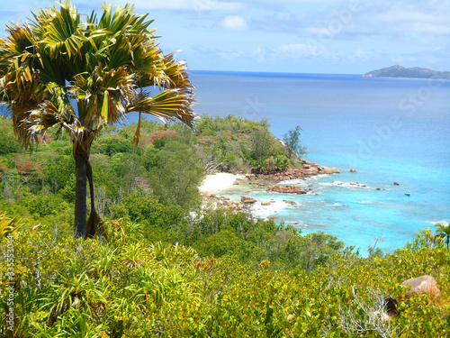 tropical beach with palm trees