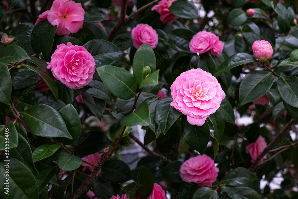 Beautiful pink camellia flower bloomed in Jeju Island, Korea Beautiful pink camellia flower bloomed in Jeju Island, Korea