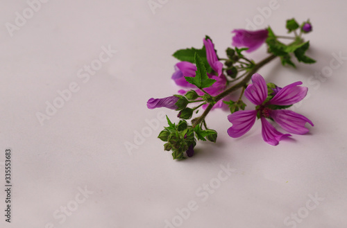 Mallow flower / Malva Vulgaris photo