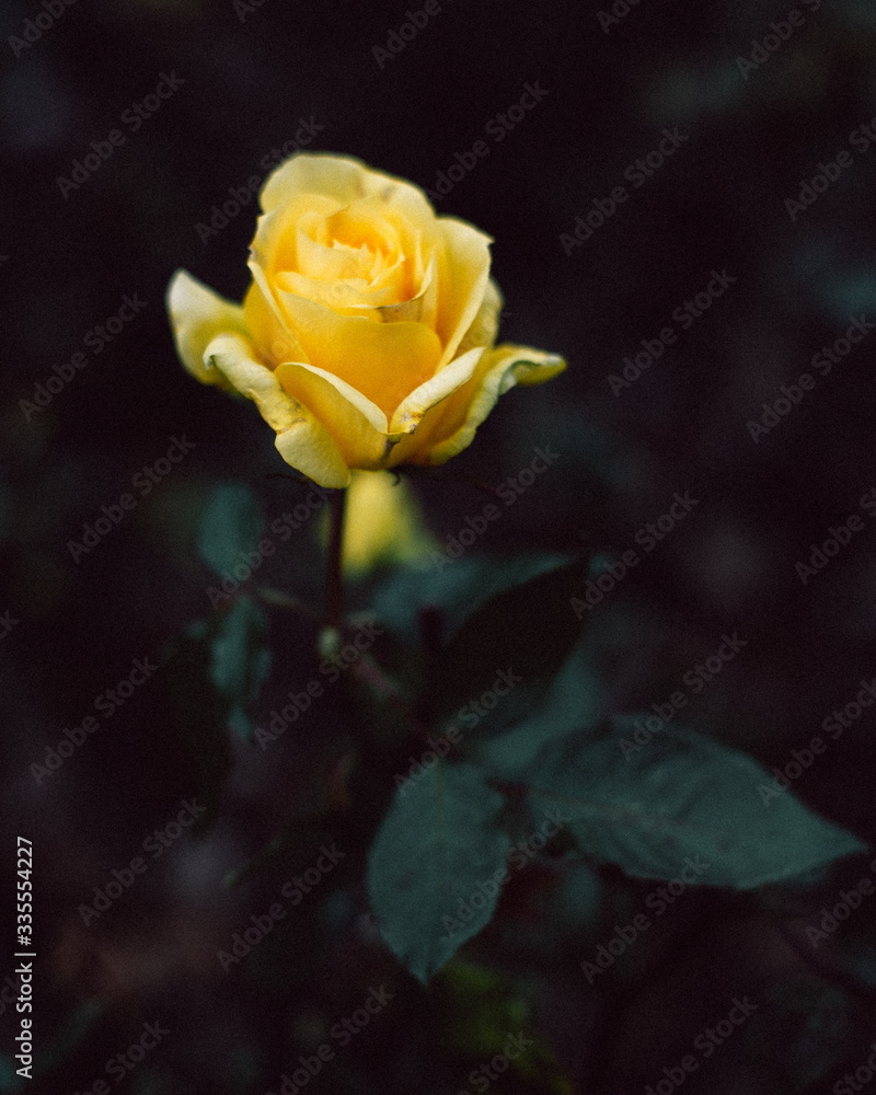 yellow rose blooming yellow rose blooming