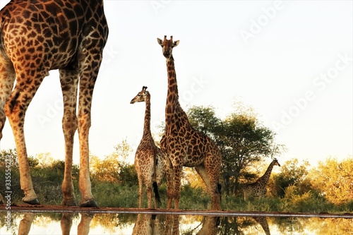 Photography giraffe in the savannah