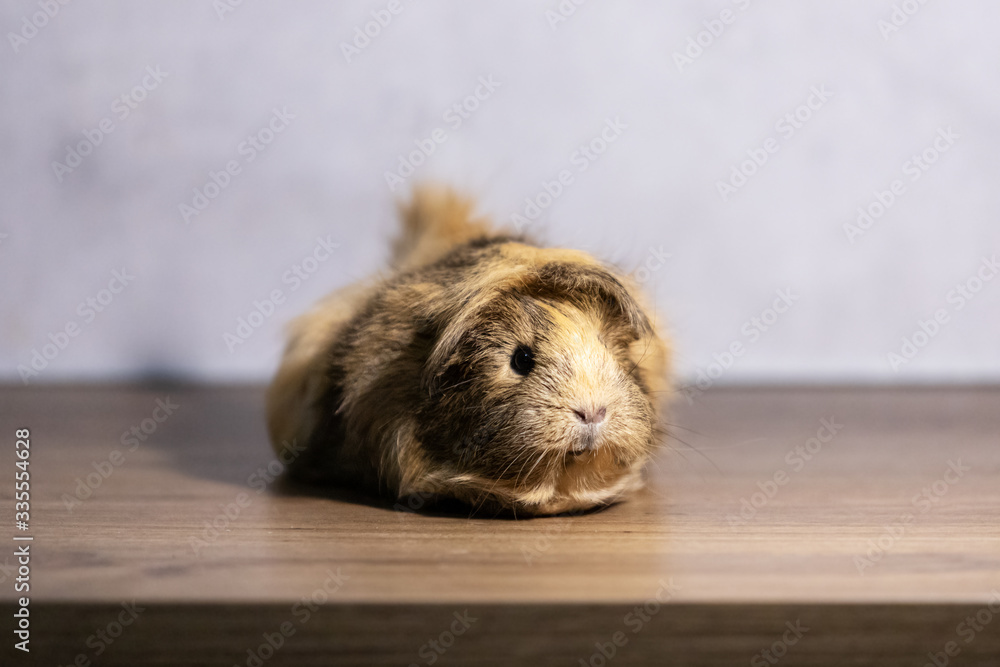 Fototapeta premium Adorable guinea pig indoor on gray background