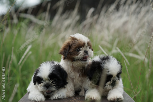 Portrait of a Shih tzu