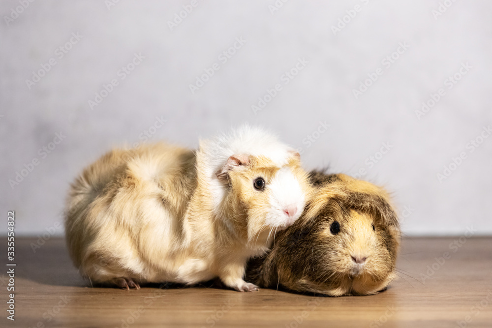 Fototapeta premium Adorable guinea pigs indoor on gray background