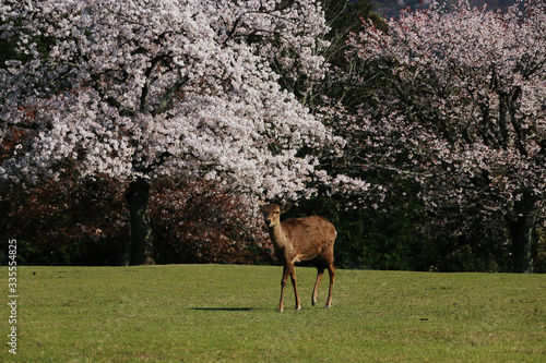 Fallow deer with cherry blossom background