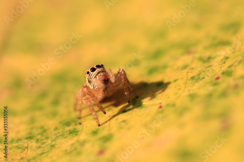 Jumping spiders © AlexPhototest