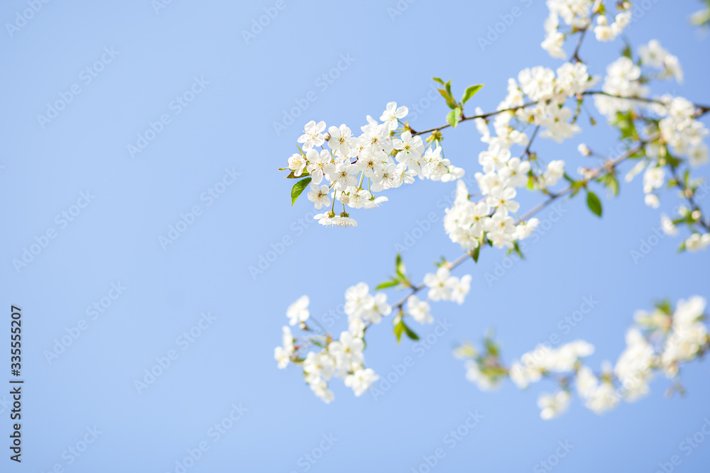 Spring blossom with blue sky an white flowers on a beautiful spring day. Beautiful cherry blossom sakura in spring time over blue sky. Beautifully blossoming tree branch apple. Easter. Allergy season