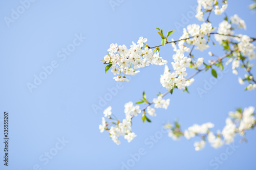 Spring blossom with blue sky an white flowers on a beautiful spring day. Beautiful cherry blossom sakura in spring time over blue sky. Beautifully blossoming tree branch apple. Easter. Allergy season