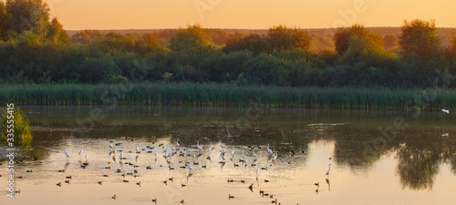  flock of white herons on the lake at sunset