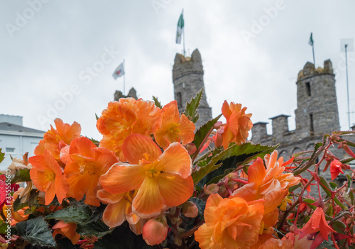 Flowers in Front of Castle Macroom Ireland  photo