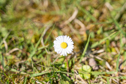 Yellow white daisy flower in a field of the countryside. 
