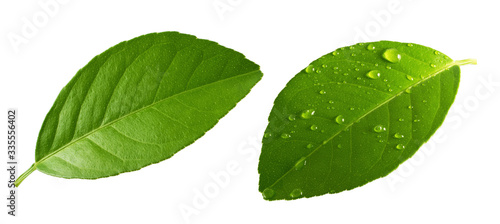 Valokuva Citrus Lemon leaf with drops isolated on white background