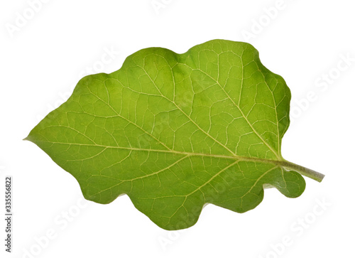 eggplant leaf isolated on white background