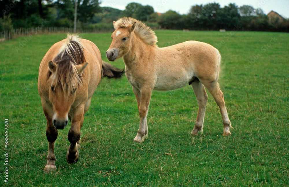 Cheval, race Henson, Baie de Somme, 80, Somme