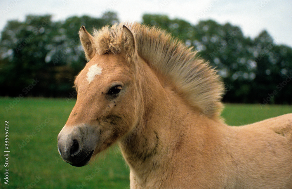 Cheval, race Henson, Baie de Somme, 80, Somme Cheval, race Henson, Baie de Somme, 80, Somme