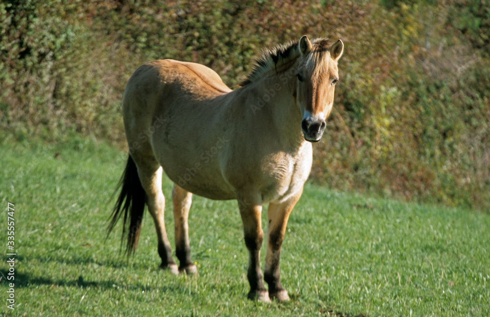 Cheval, race Henson, Baie de Somme, 80, Somme Cheval, race Henson, Baie de Somme, 80, Somme