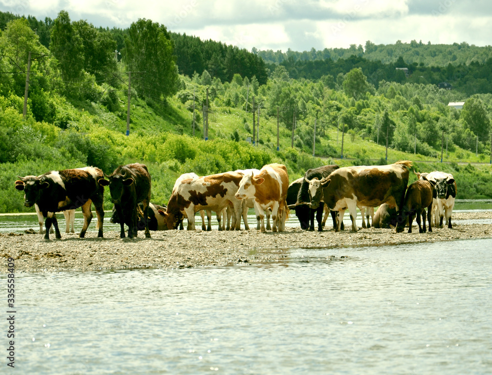 cows on the Bank near the river