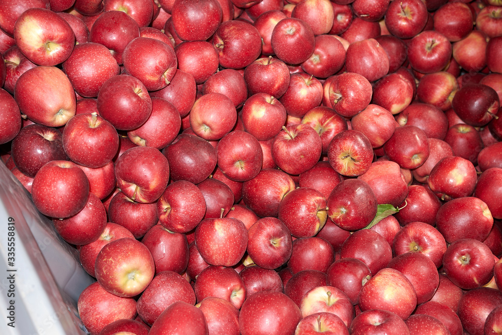 red fresh apples red fresh apples