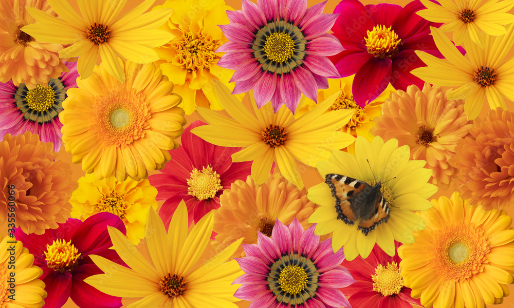 Fototapeta premium Floral background of bright flowers with a butterfly