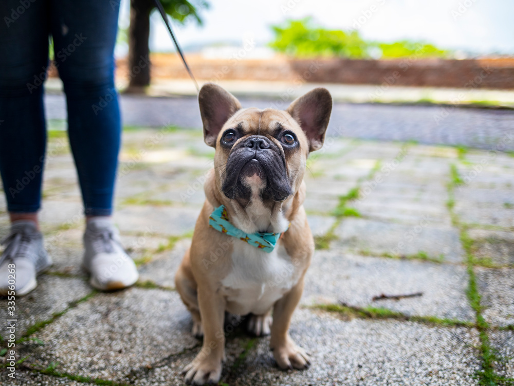 Fototapeta premium french bulldog puppy